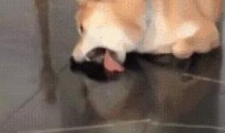 亲爱的那不是爱情是哪一年出版的 但亲爱的那不是爱情