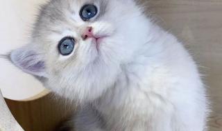 上海哪里宠物店有卖猫 上海宠物猫专卖店