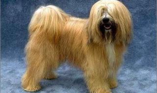 拼多多最贵的东西排行榜 世界上最贵的狗排名